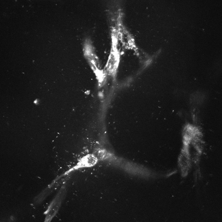 Fluorescence micrograph of cells in a three-dimensional matrix